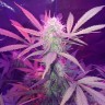 купить урожайные семена конопли Auto Lemon Haze feminised купить урожайные семена конопли Auto Lemon Haze feminised
