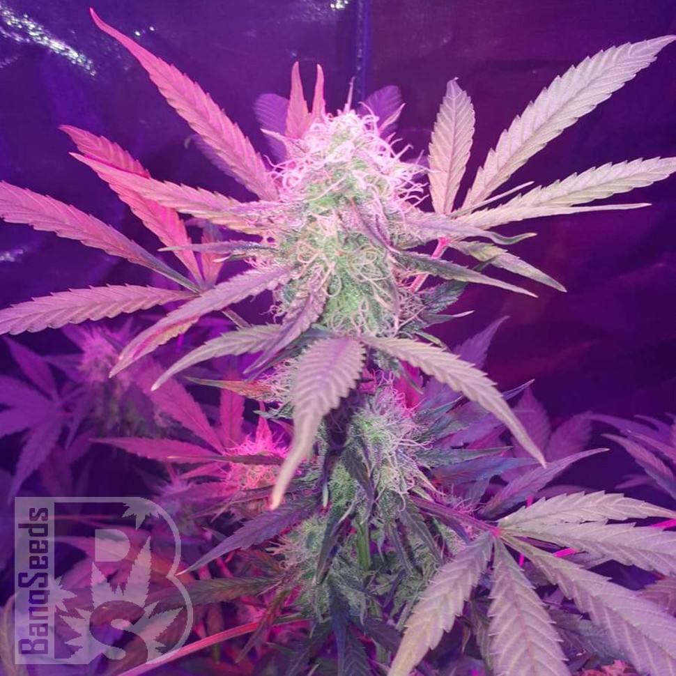 купить урожайные семена конопли Auto Lemon Haze feminised купить урожайные семена конопли Auto Lemon Haze feminised
