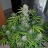 Семена марихуаны Auto Lemon Haze feminised Ganja Seeds Семена марихуаны Auto Lemon Haze feminised Ganja Seeds