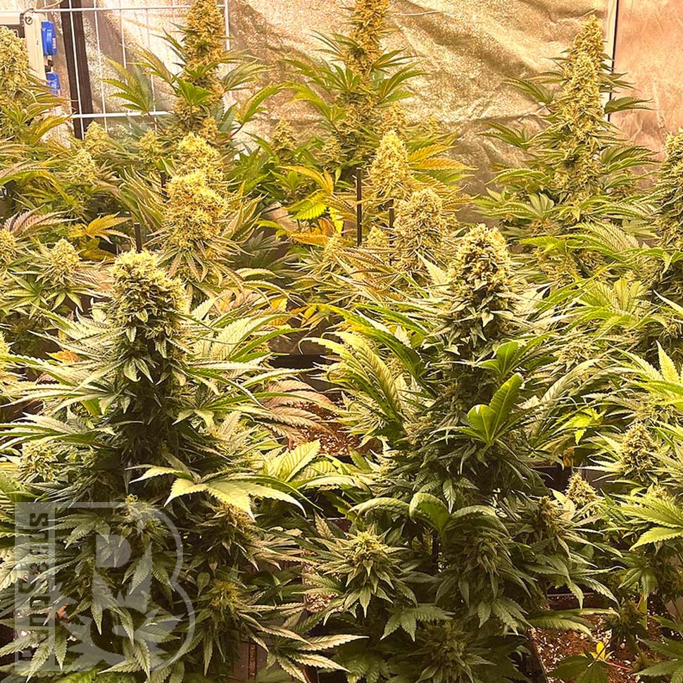 Auto Banana Punch feminised Ganja Seeds Auto Banana Punch feminised Ganja Seeds