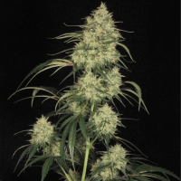 Atomical Haze feminised Ganja Seeds