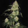 семена конопли Atomical Haze feminised Ganja Seeds семена конопли Atomical Haze feminised Ganja Seeds