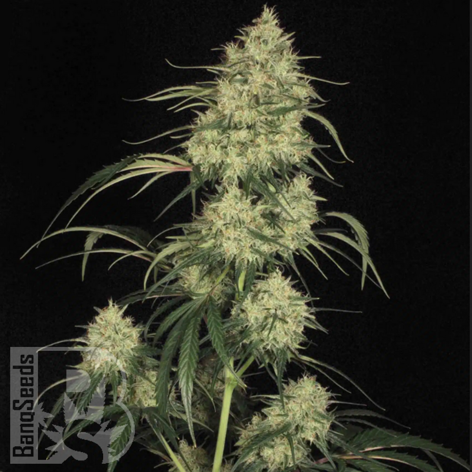 Семена каннабиса Atomical Haze feminised Ganja Seeds