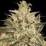 семенам конопли Atomical Haze feminised Ganja Seeds семенам конопли Atomical Haze feminised Ganja Seeds