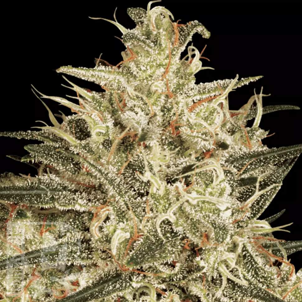 семенам конопли Atomical Haze feminised Ganja Seeds семенам конопли Atomical Haze feminised Ganja Seeds
