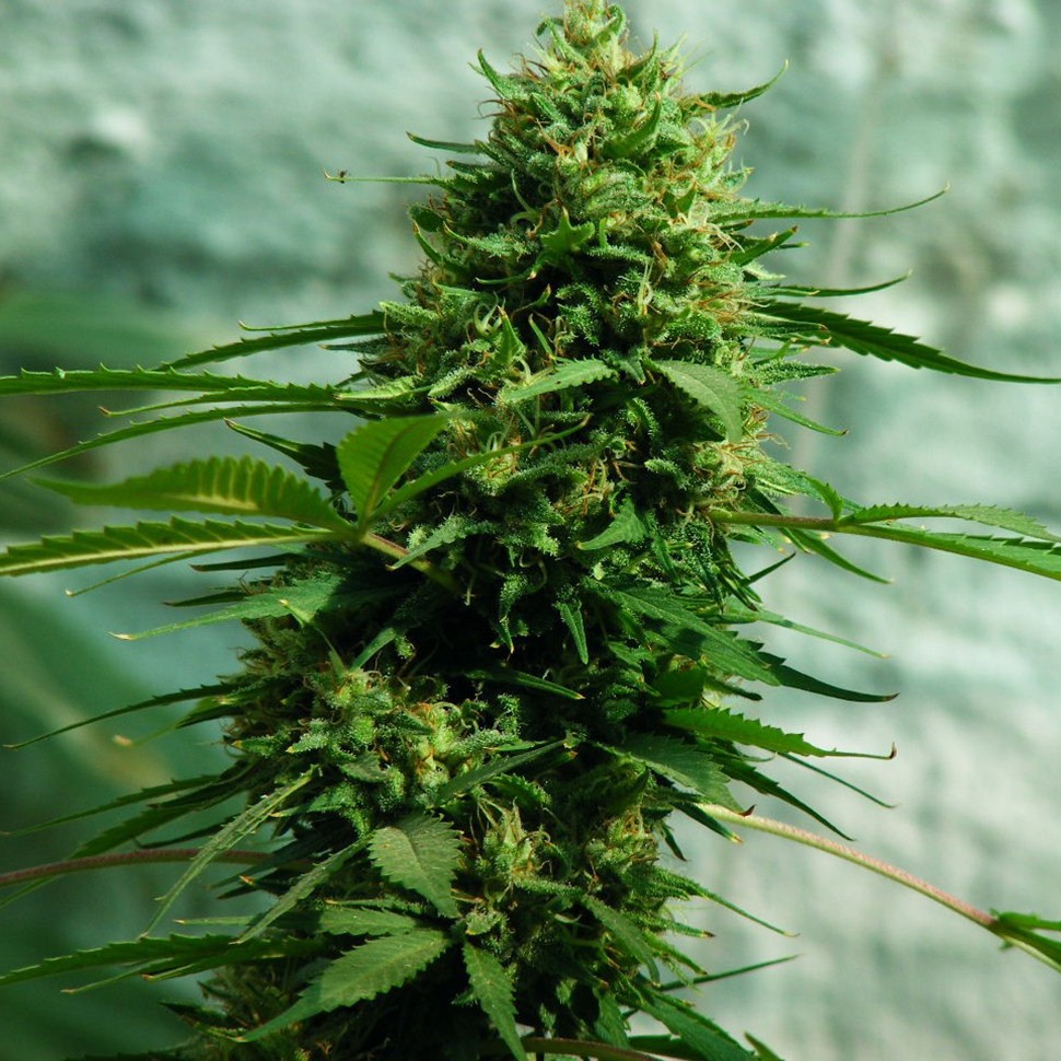 Семена конопли  Jack Herer feminised Ganja Seeds