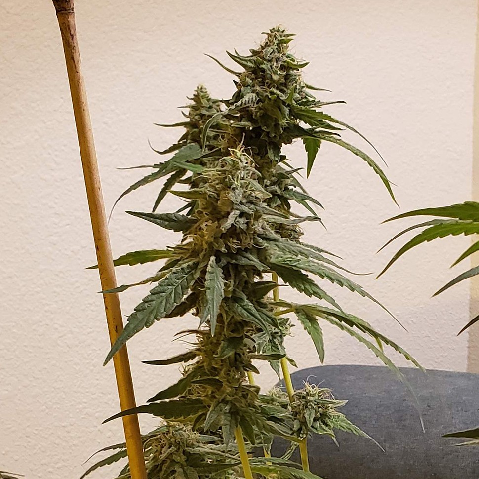 Семена каннабиса Auto Fruit feminised Ganja Seeds