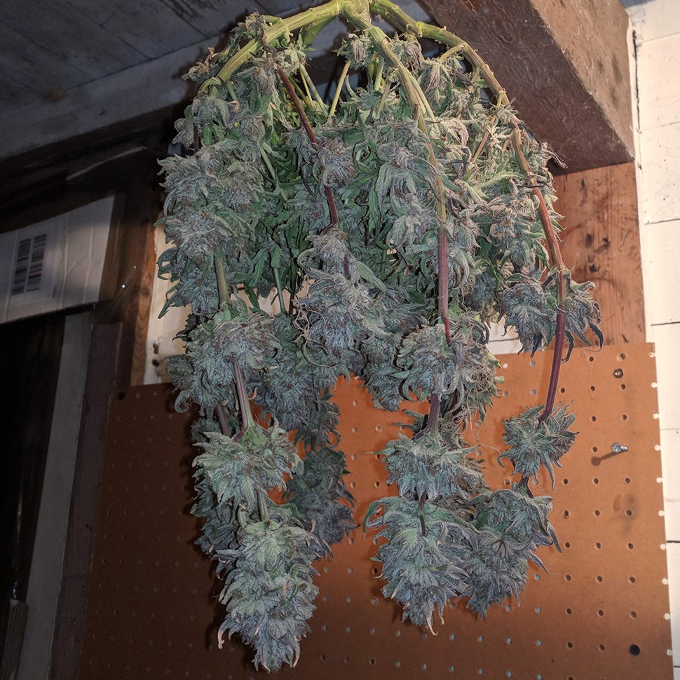 заказать качественные семена конопли Auto Fruit feminised заказать качественные семена конопли Auto Fruit feminised