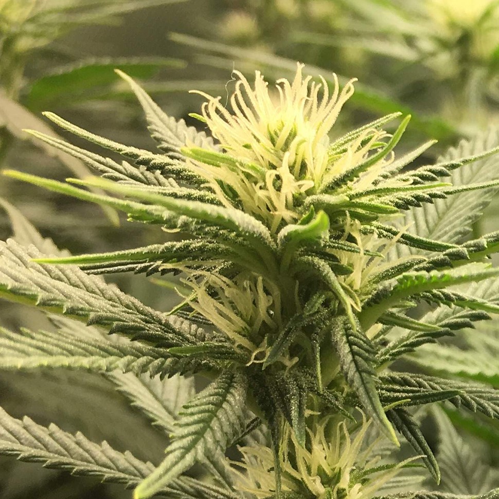 заказать на сайте семена конопли Auto Fruit feminised заказать на сайте семена конопли Auto Fruit feminised