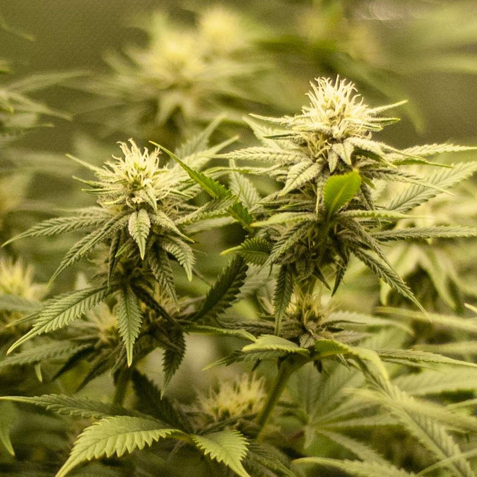 заказать семена конопли автоцвет Auto Fruit feminised заказать семена конопли автоцвет Auto Fruit feminised