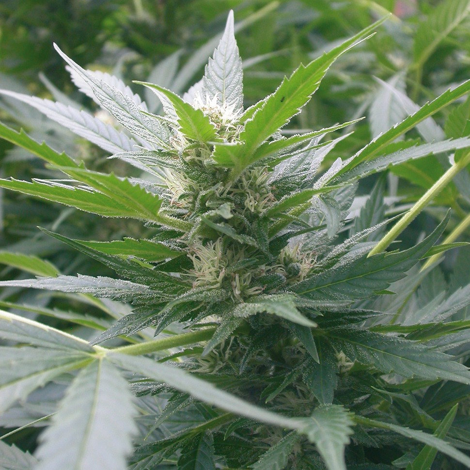 купить семена конопли сорта сатива Mountain Kush feminised купить семена конопли сорта сатива Mountain Kush feminised