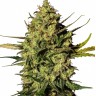 Семена ганжа Mountain Kush feminised Ganja Seeds Семена ганжа Mountain Kush feminised Ganja Seeds