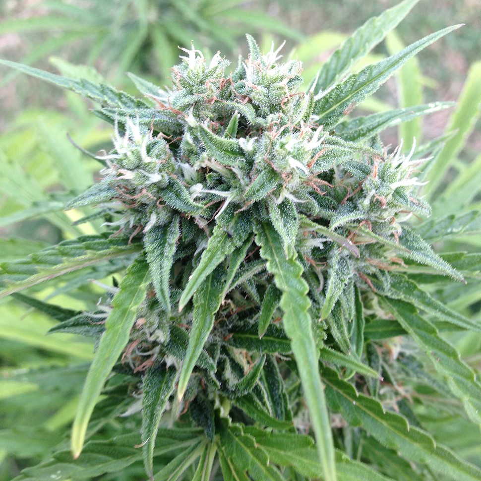 купить семена конопли Auto Beshbarmak feminised купить семена конопли Auto Beshbarmak feminised