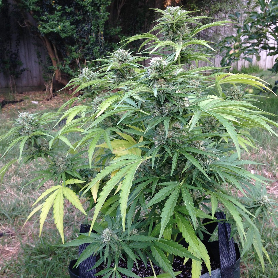 купить семена конопли недорого Auto Beshbarmak feminised купить семена конопли недорого Auto Beshbarmak feminised