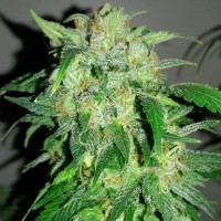 Auto Beshbarmak feminised Bang Seeds