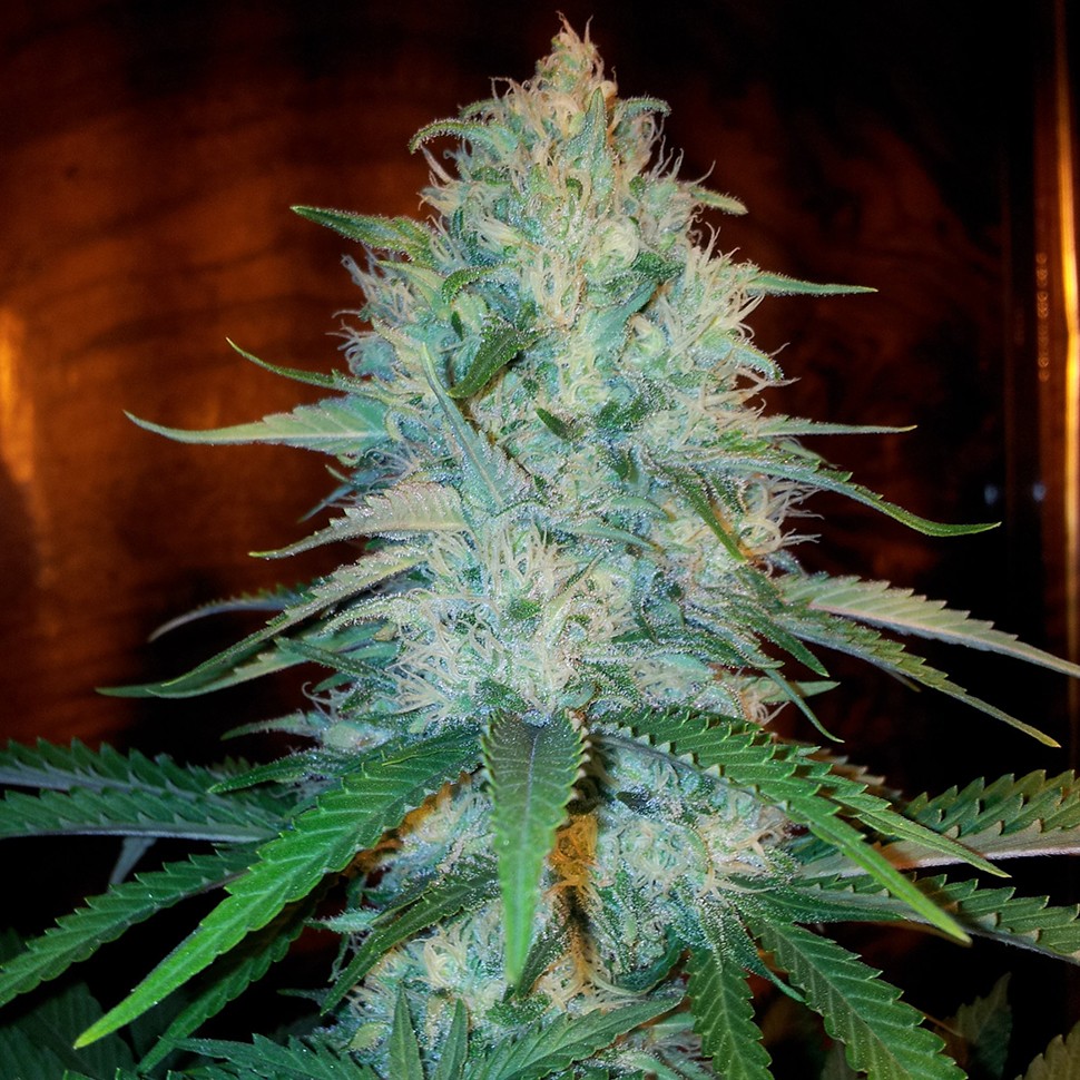 Семена конопли Otrar feminised Bang Seeds