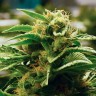 Grapefruit feminised Ganja Seeds Grapefruit feminised Ganja Seeds