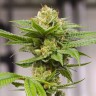 Grapefruit feminised Ganja Seeds Grapefruit feminised Ganja Seeds
