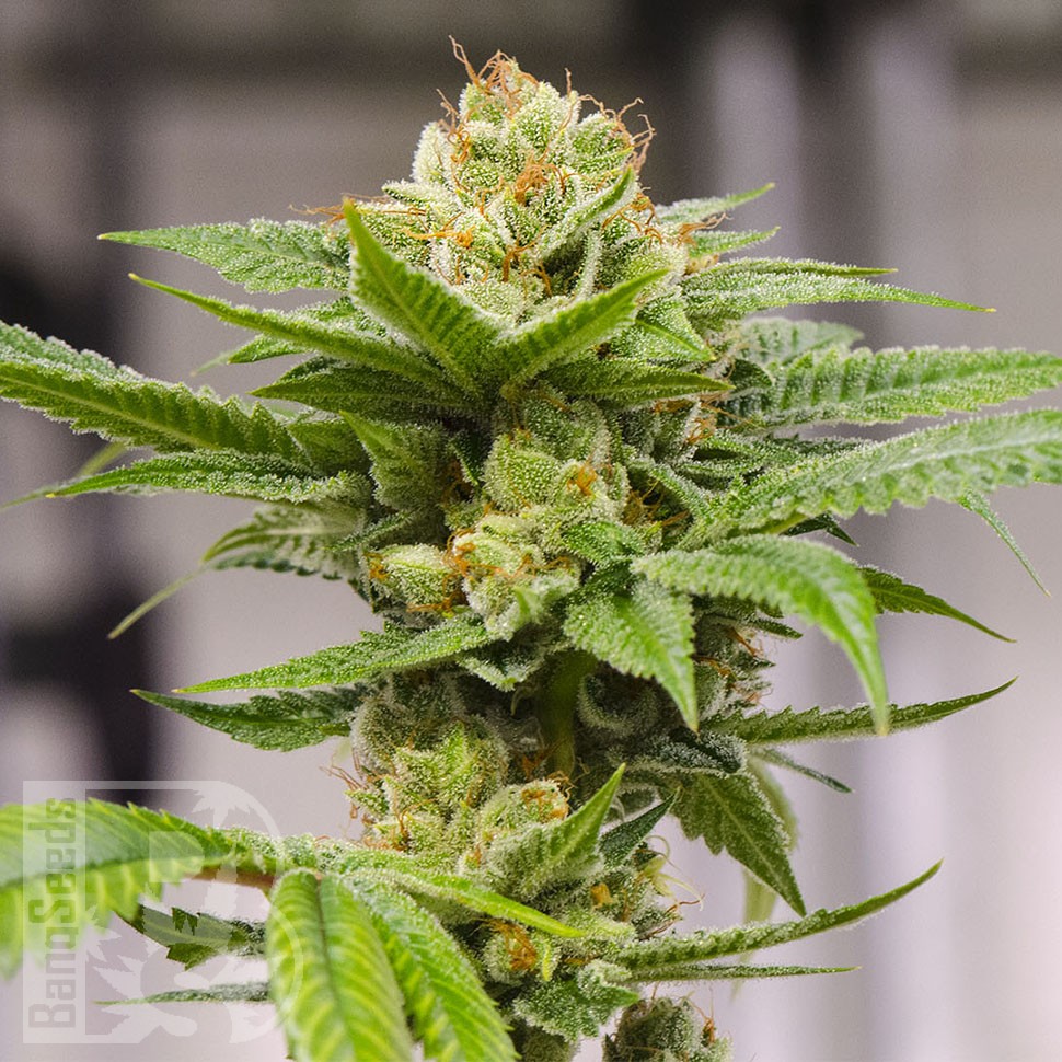 Grapefruit feminised Ganja Seeds Grapefruit feminised Ganja Seeds