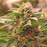Grapefruit feminised Ganja Seeds Grapefruit feminised Ganja Seeds