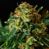 Grapefruit feminised Ganja Seeds Grapefruit feminised Ganja Seeds