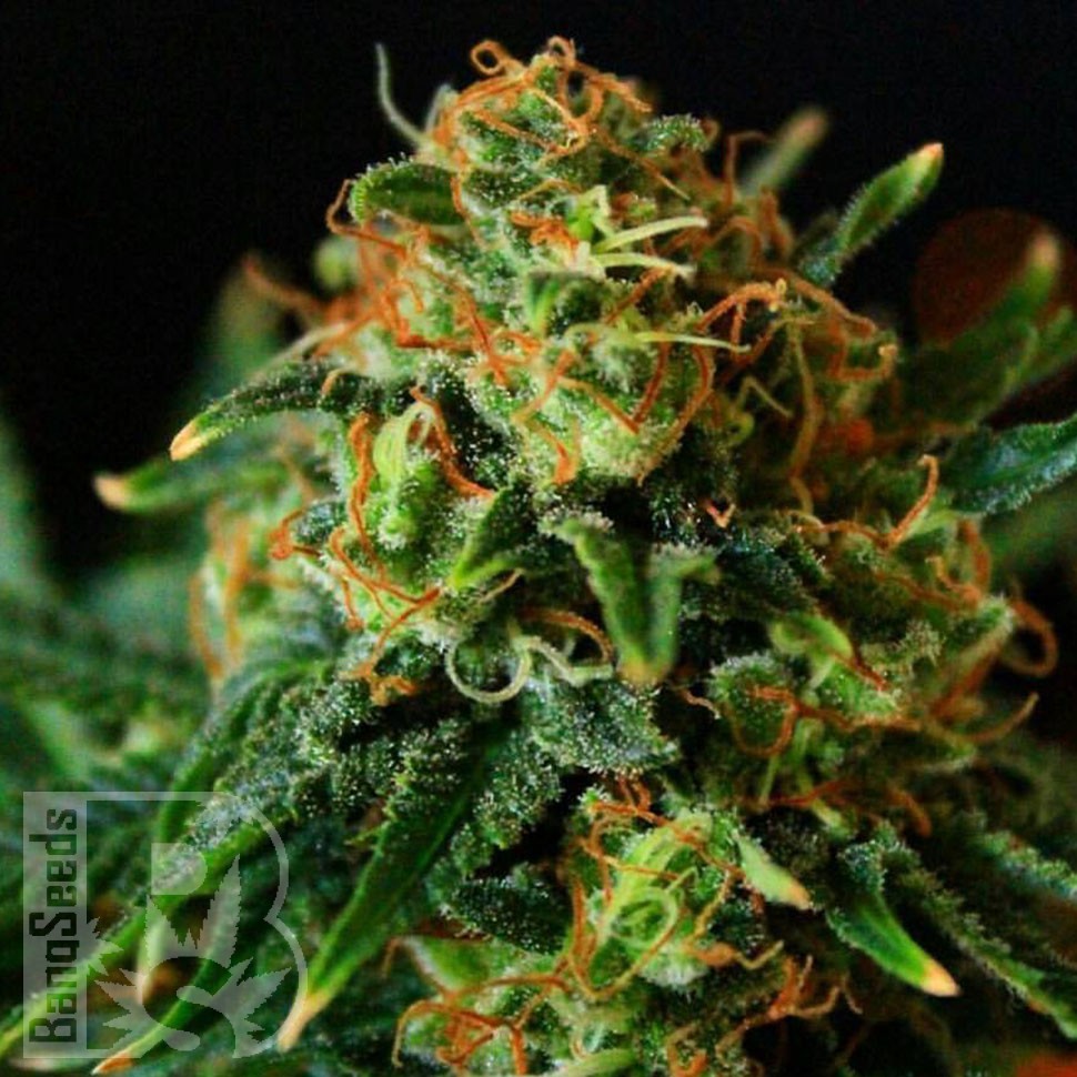 Grapefruit feminised Ganja Seeds Grapefruit feminised Ganja Seeds