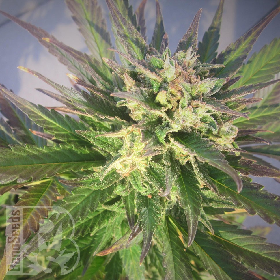 Grapefruit feminised Ganja Seeds Grapefruit feminised Ganja Seeds
