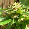 Grapefruit feminised Ganja Seeds Grapefruit feminised Ganja Seeds