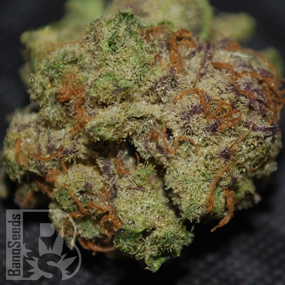 Grapefruit feminised Ganja Seeds Grapefruit feminised Ganja Seeds