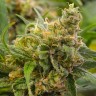 Grapefruit feminised Ganja Seeds Grapefruit feminised Ganja Seeds
