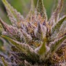 Grapefruit feminised Ganja Seeds Grapefruit feminised Ganja Seeds
