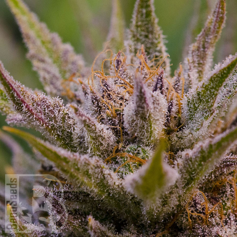 Grapefruit feminised Ganja Seeds Grapefruit feminised Ganja Seeds