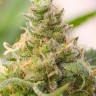 Grapefruit feminised Ganja Seeds Grapefruit feminised Ganja Seeds