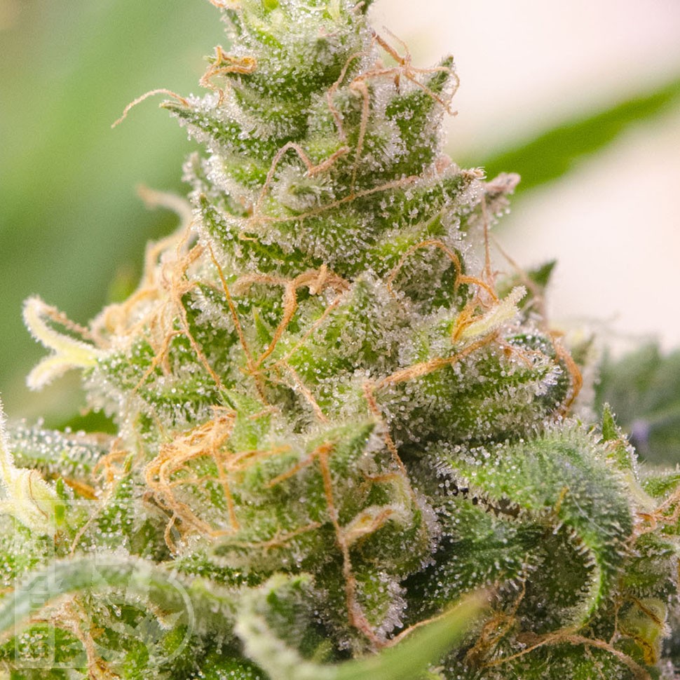 Grapefruit feminised Ganja Seeds Grapefruit feminised Ganja Seeds