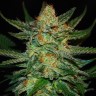 Grapefruit feminised Ganja Seeds Grapefruit feminised Ganja Seeds