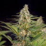 Auto Doctor's Choice feminised Ganja Seeds