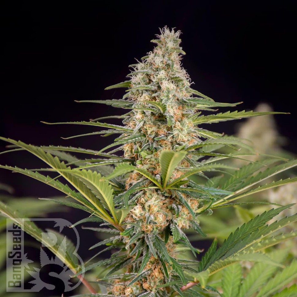 Семена ганжа Auto Doctor's Choice feminised Ganja Seeds