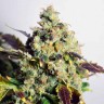 семена конопли почтой Auto Doctor's Choice feminised Ganja Seeds семена конопли почтой Auto Doctor's Choice feminised Ganja Seeds