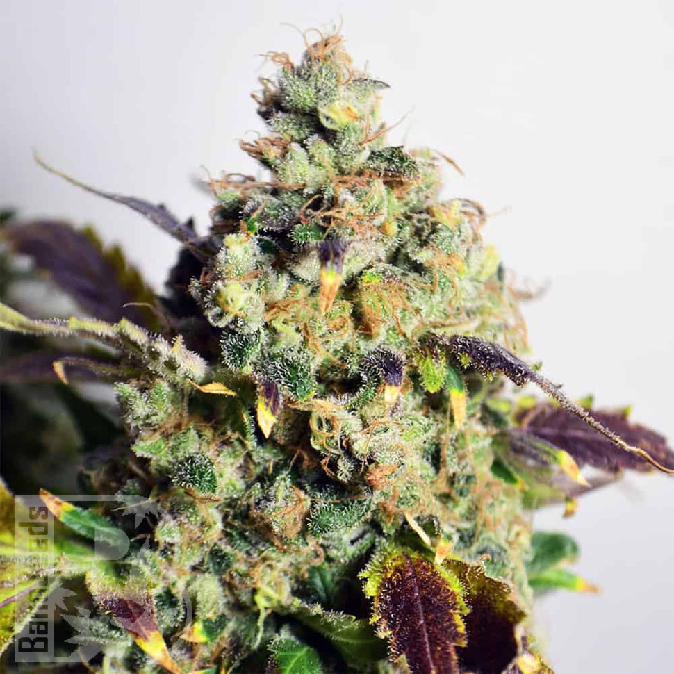 семена конопли почтой Auto Doctor's Choice feminised Ganja Seeds семена конопли почтой Auto Doctor's Choice feminised Ganja Seeds