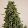магазин семян конопли Auto Doctor's Choice feminised Ganja Seeds магазин семян конопли Auto Doctor's Choice feminised Ganja Seeds