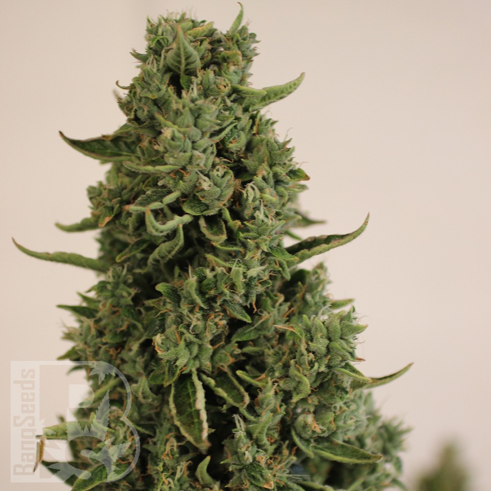 магазин семян конопли Auto Doctor's Choice feminised Ganja Seeds магазин семян конопли Auto Doctor's Choice feminised Ganja Seeds