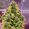 семена конопли интернете Auto Doctor's Choice feminised Ganja Seeds семена конопли интернете Auto Doctor's Choice feminised Ganja Seeds