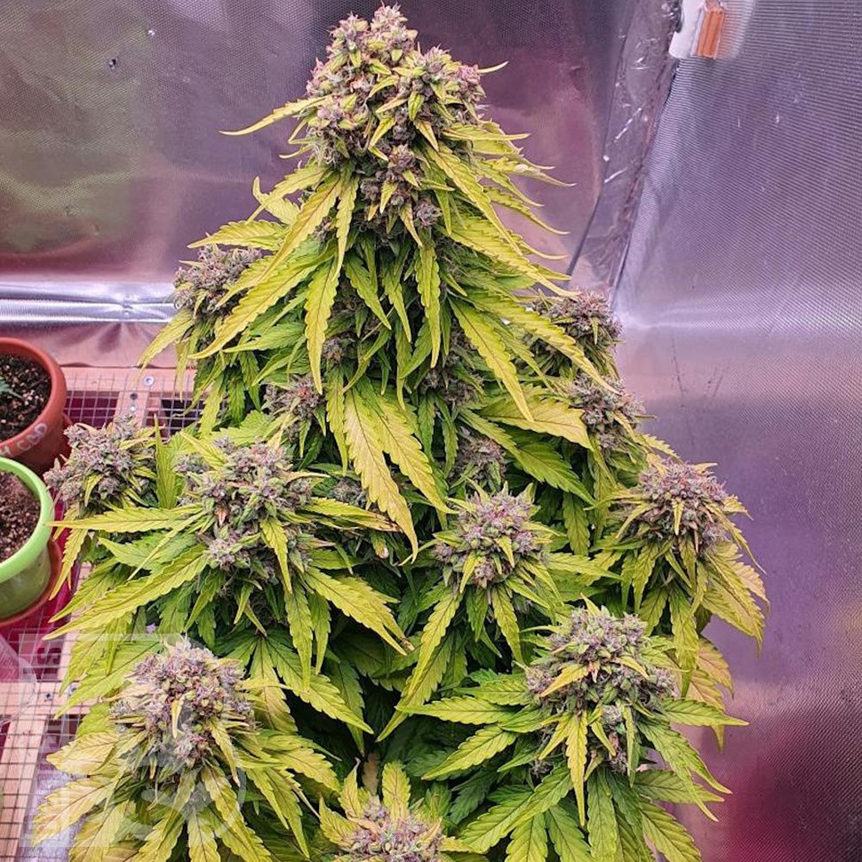 семена конопли интернете Auto Doctor's Choice feminised Ganja Seeds семена конопли интернете Auto Doctor's Choice feminised Ganja Seeds