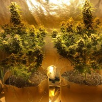 Red Dragon regular Ganja Seeds