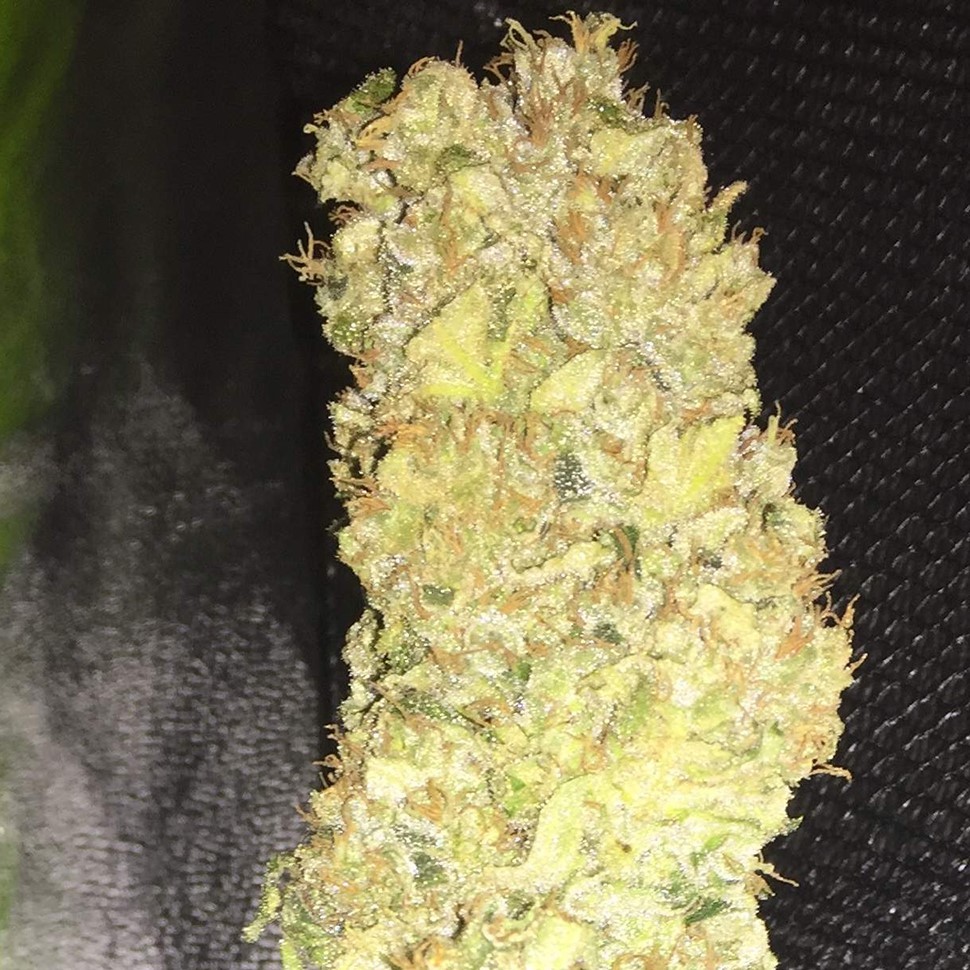 купить семена конопли дешево Red Dragon reg купить семена конопли дешево Red Dragon reg