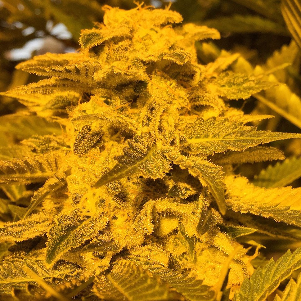 заказ семян конопли Нур-Султан Red Dragon reg заказ семян конопли Нур-Султан Red Dragon reg