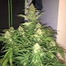 заказ семян конопли Auto Amnesia Haze feminised заказ семян конопли Auto Amnesia Haze feminised