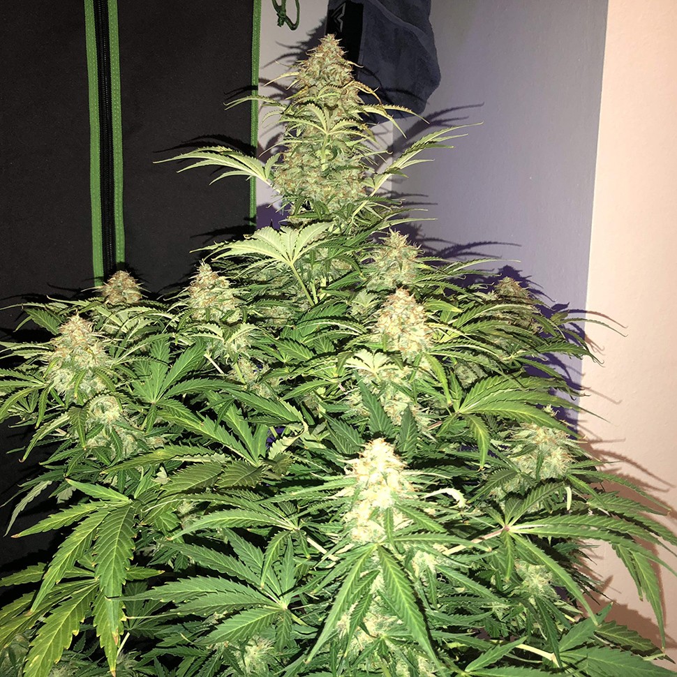 заказ семян конопли Auto Amnesia Haze feminised заказ семян конопли Auto Amnesia Haze feminised