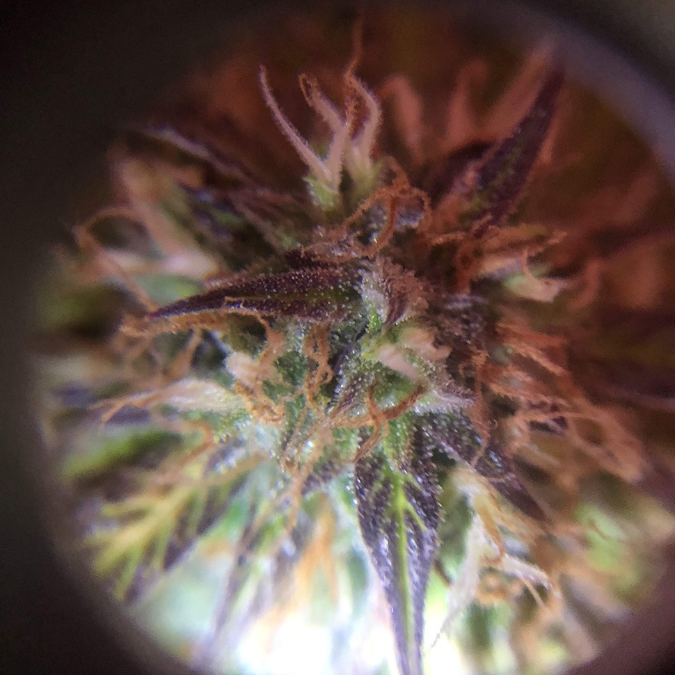 где заказать семена конопли Auto Amnesia Haze feminised где заказать семена конопли Auto Amnesia Haze feminised