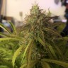 заказать семена конопли наложенным платежом Auto Amnesia Haze feminised заказать семена конопли наложенным платежом Auto Amnesia Haze feminised